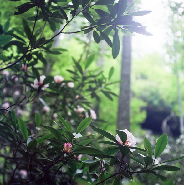 Trail and Flowering Rhododendron